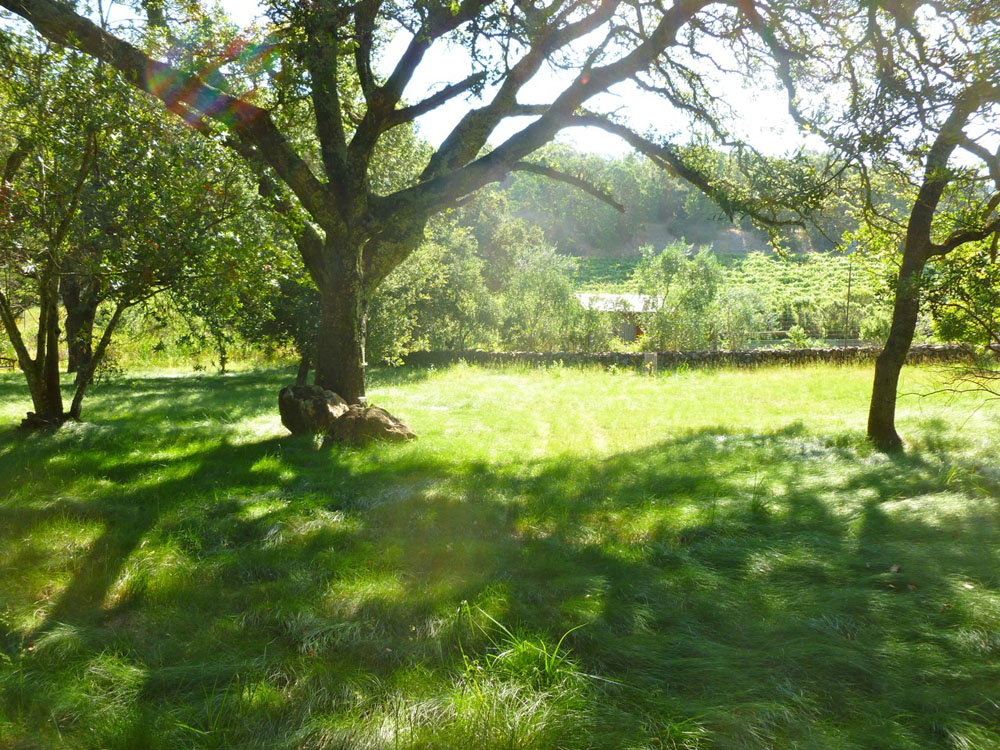 Sonoma 4th 2011 - 006