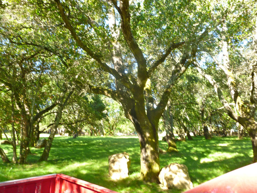 Sonoma 4th 2011 - 012