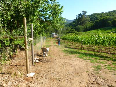 Sonoma 4th 2011 - 002