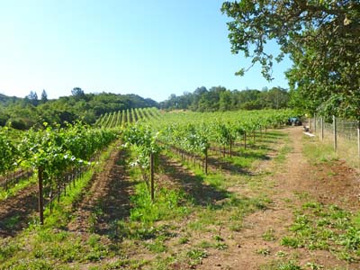 Sonoma 4th 2011 - 005