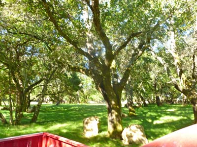 Sonoma 4th 2011 - 012